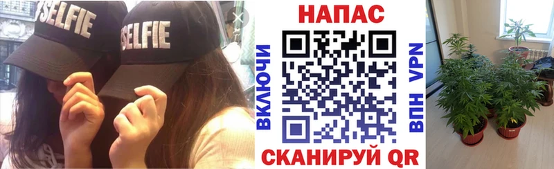 где можно купить Ковылкино МАРИХУАНА MAZAR
